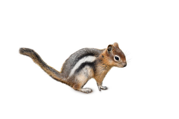 istock Cute little chipmunk isolated cutout 1456465453