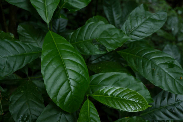 istock Close up of green leave background on rainforest. 1456465760