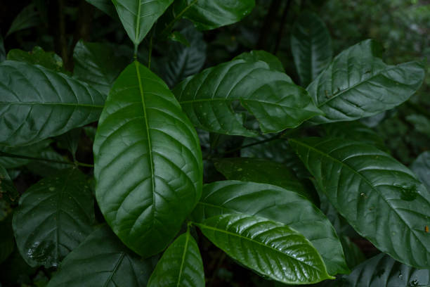 istock Close up of green leave background on rainforest. 1456465855