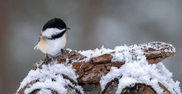 Black-capped Chickadee (Poecile atricapillus) perched on a piece of wood covered in snow, winter scene