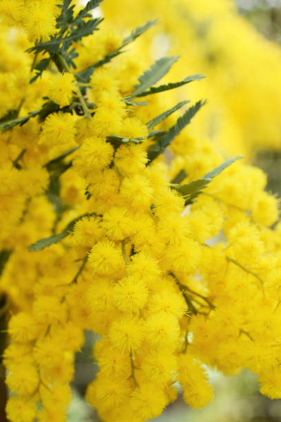 istock mimosa flowers in the garden. 1456468707