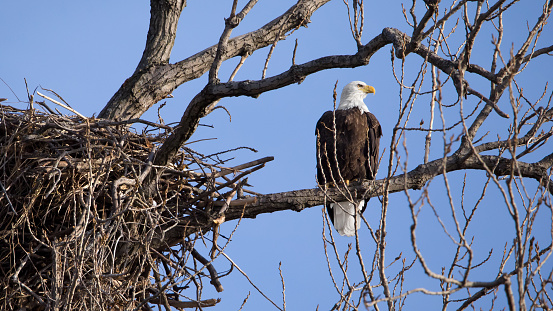 A beautiful Bald Eagle in Alton Illinois perched silently next to its nest keeps an eye on his territory alongside the Mississippi River on a sunny day with a blue sky background and copy space.