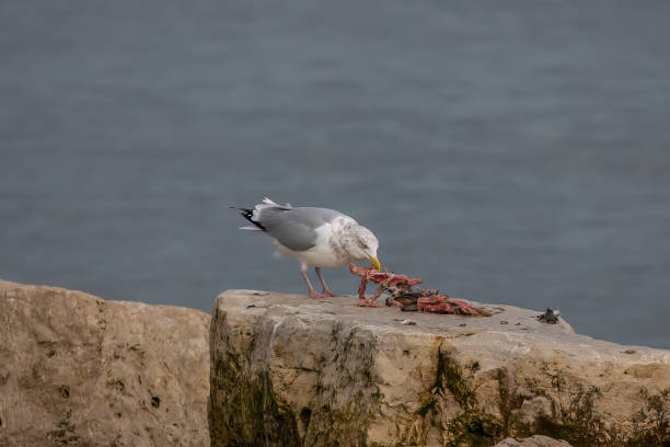 istock The American herring gull or Smithsonian gull (Larus smithsonianus or Larus argentatus smithsonianus) 1456469651