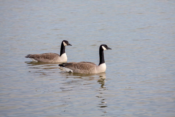 istock A pair of Canada geese on the river 1456469664