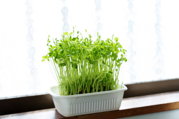 Growing pea sprouts on the window sill by the window