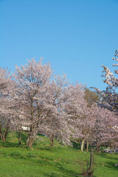 istock Park with cherry blossoms in full bloom in a sunny spring day 1456470910