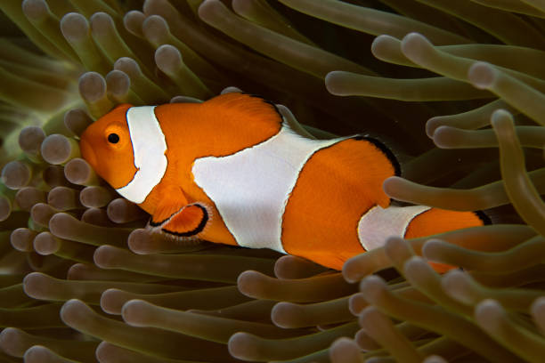 istock Ocellaris Clownfish in Raja Ampat 1456471756