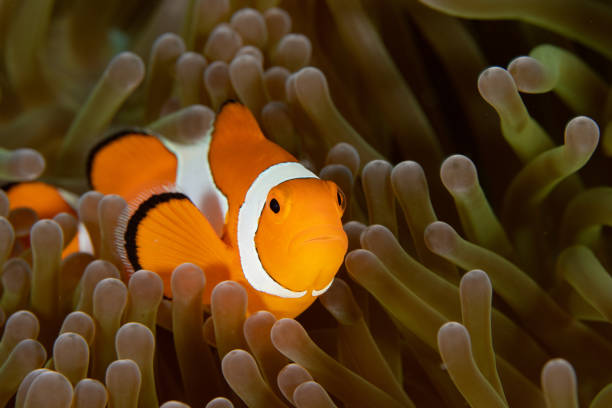 istock Ocellaris Clownfish in Raja Ampat 1456471771