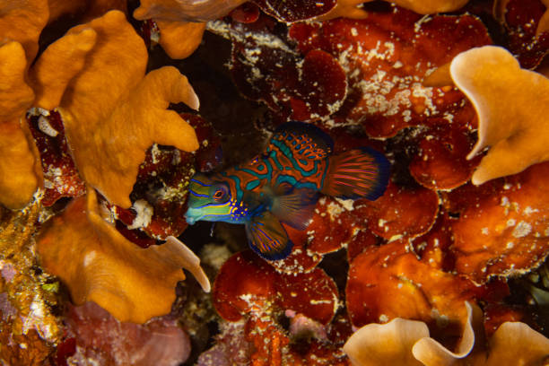 istock Mandarinfish in Raja Ampat 1456471794