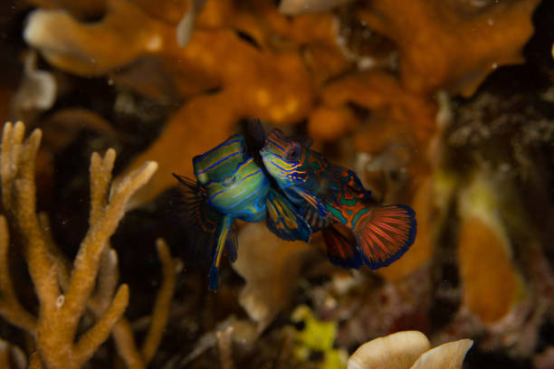 istock Mandarinfish in Raja Ampat 1456471797