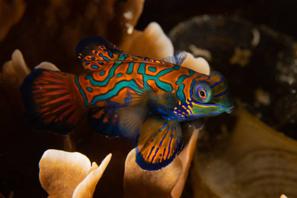 istock Mandarinfish in Raja Ampat 1456471799