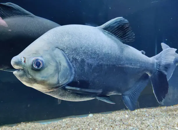 Photo of Tambaqui (Colossoma macropomum) or giant pacu in a pond