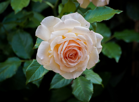 a close up of a rose during summer