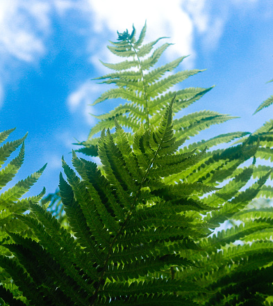 Low angle view of frond against the sky