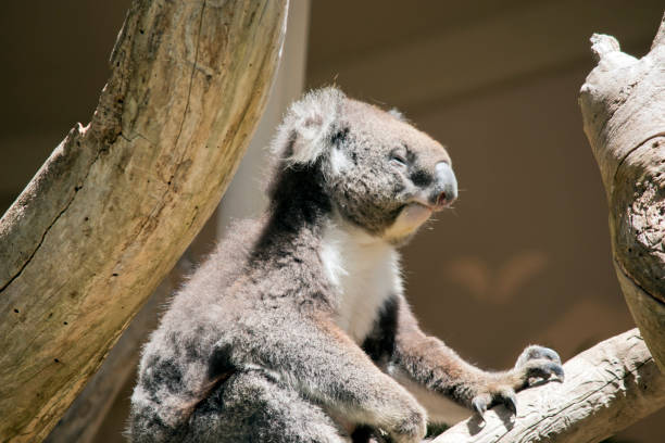 the koala has a grey tan body with a white chest and ears and a big black nose