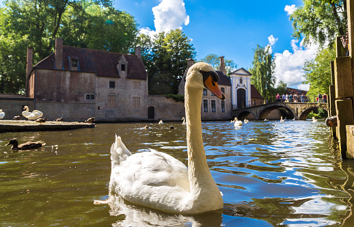 Swan in a canal in Bruges in a beautiful summer day, Belgium