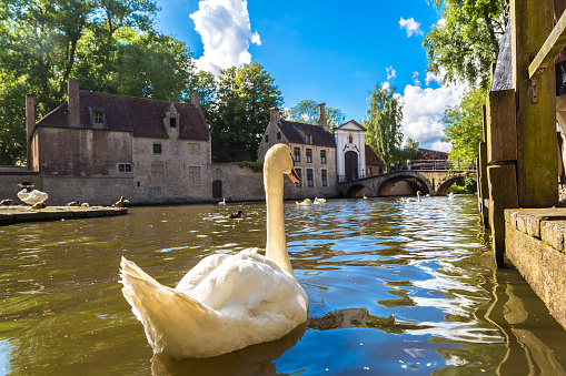Swan in a canal in Bruges in a beautiful summer day, Belgium