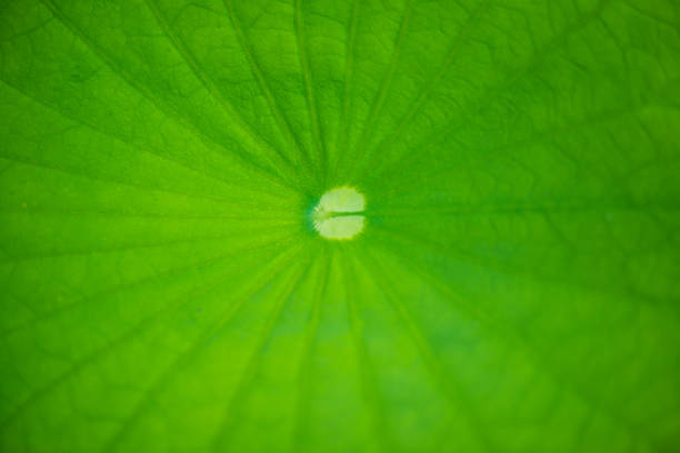 Texture of Lotus Leaf, Thailand