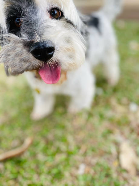 istock Happy dog ​​in the garden 1456480833