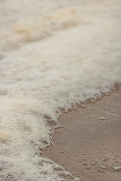 istock PNW Pacific Northwest Coast Stock Image 1456481593
