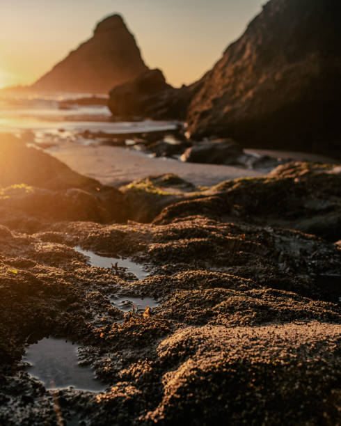 istock PNW Pacific Northwest Coast Stock Image 1456481612