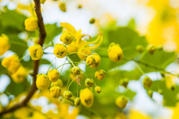 Golden Shower Flowers on Tree, Thailand