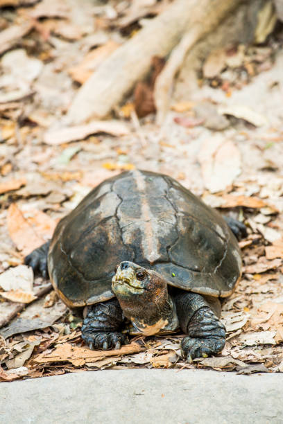 istock Orange Headed Temple Terrapin or Giant Asian Pond Turtle 1456483564