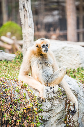 Portrait of White Handed Gibbon, Thailand