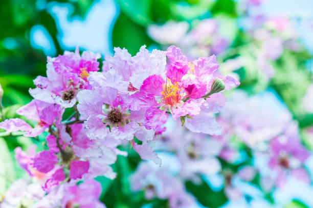 Lagerstroemia flowers with green leaves background, Thailand
