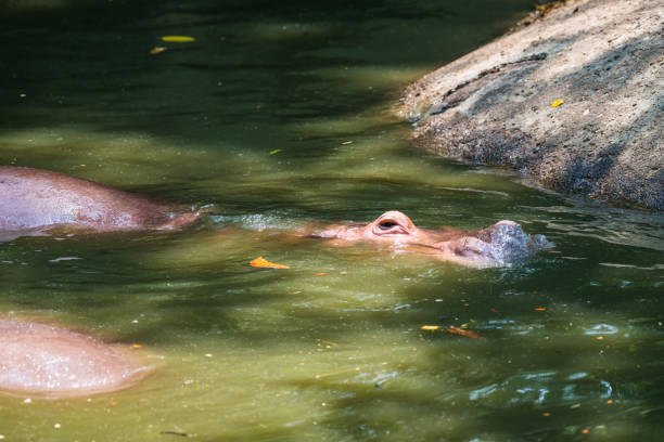 istock Hippopotamus in the water 1456485619