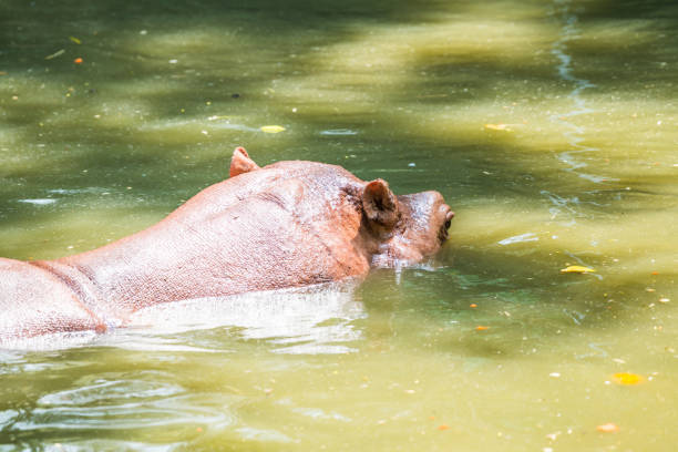 Hippopotamus in the water, Thailand