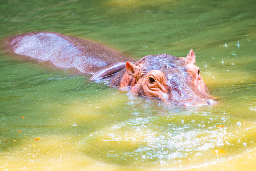 Hippopotamus in the water, Thailand