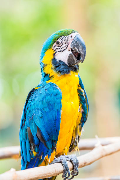 istock Blue and Gold Macaw on the branch 1456485658