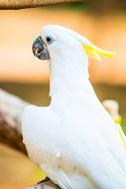 istock Portrait of Yellow-crested Cockatoo 1456485676