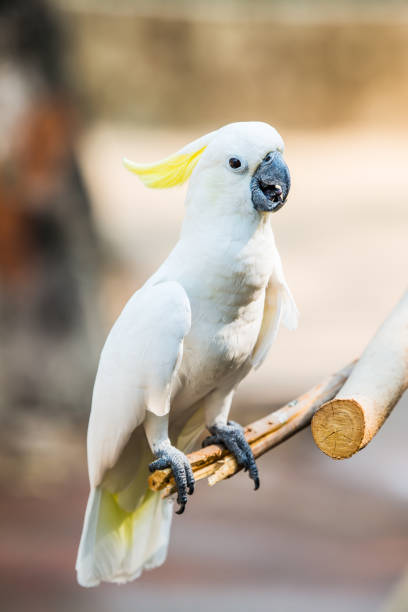 istock Portrait of Yellow-crested Cockatoo 1456485708