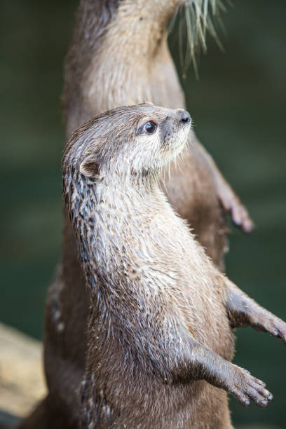 istock Portrait of Small-Clawed Otter 1456486303