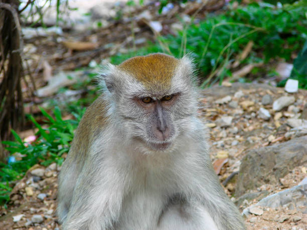 istock a monkey who is looking for food from the visitors 1456486423