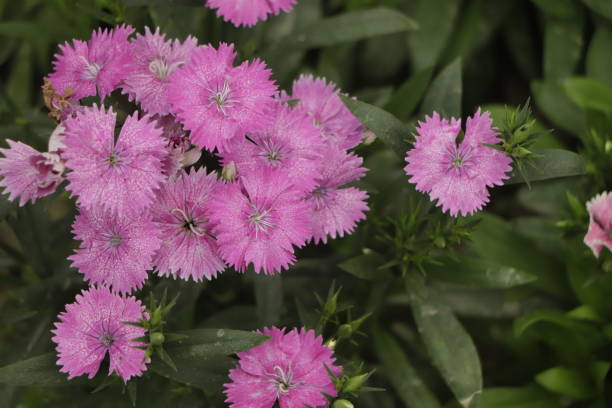 istock Cheddar Cliff Pink (Dianthus gratianopolitanus) rock garden perennial 1456489059
