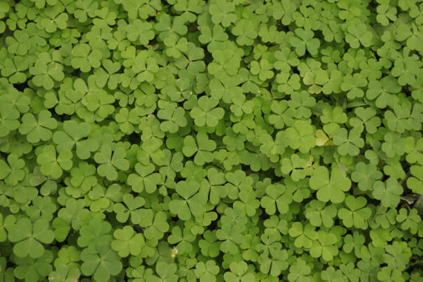 istock Green background with three-leaved shamrocks. St.Patrick's day holiday symbol. 1456490346
