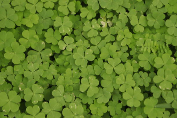 istock Small green leaves pattern background, Natural background and wallpaper. 1456491062