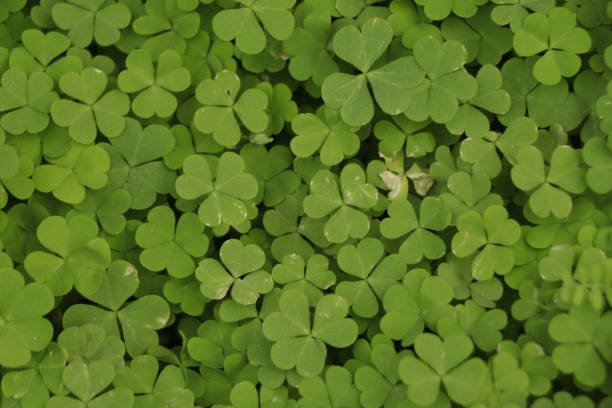 istock Small green leaves pattern background, Natural background and wallpaper. 1456491064