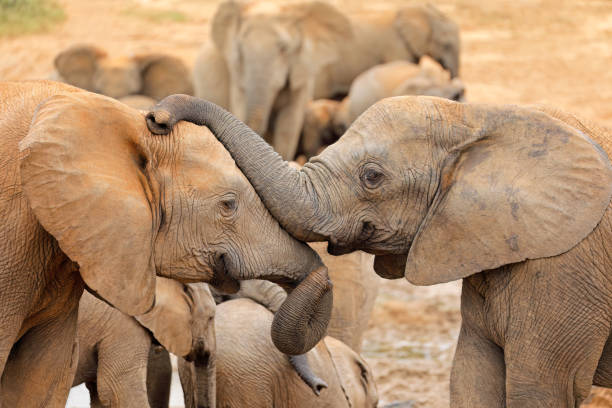 istock Interaction between two African elephants, Addo Elephant National Park, South Africa 1456491139