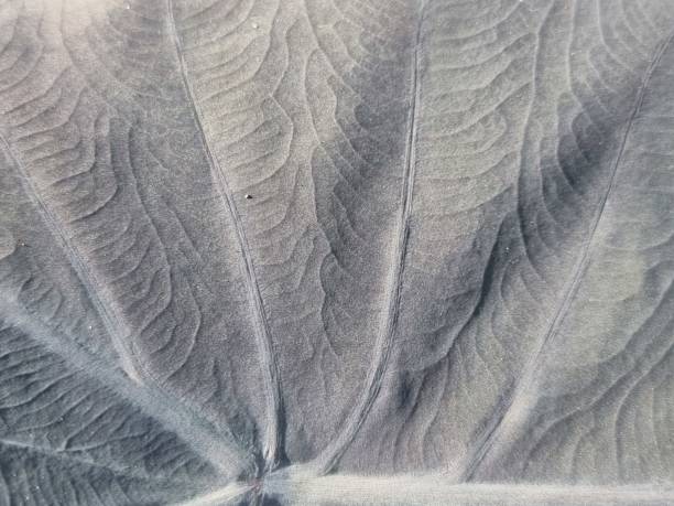 istock Black, white, green, variagated pattern on the Alocasia or Colocasia leaf, beautiful background image. 1456491408