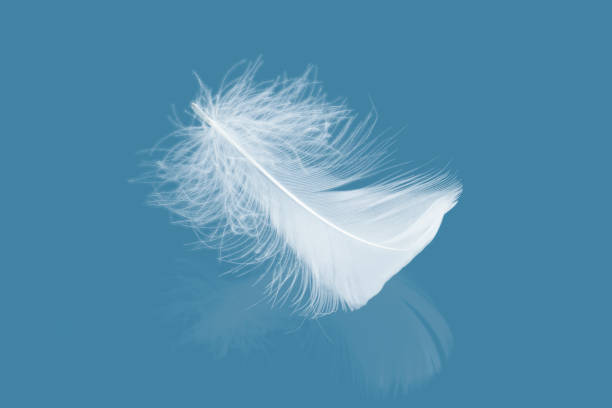 istock Abstract Single White Bird Feather Falling with Reflection. Swan Feather on Blue Background 1456494028