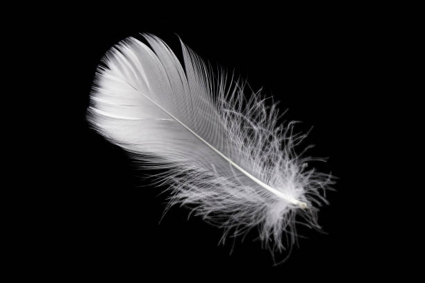 istock Single White Bird Feather Isolated on Black Background. Swan Feather 1456494029
