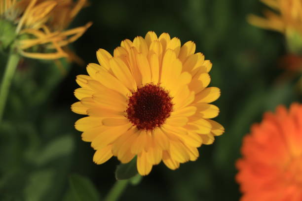 istock Yellow calendula flower closeup. young calendula flower. 1456498543