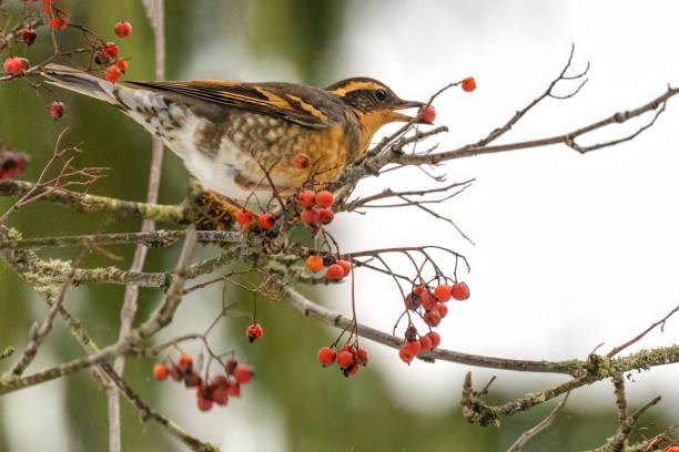 varied thrush eating cotoneaster berries - langley imagens e fotografias de stock