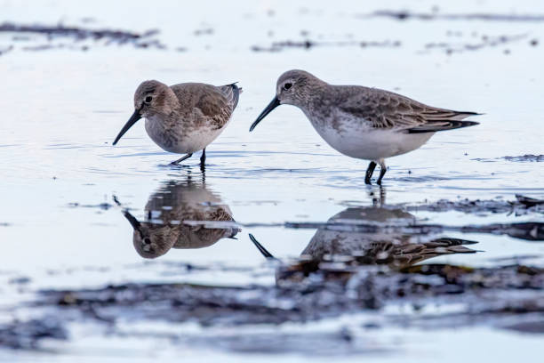 istock dunlins on a sea beach, Delta, BC, Canada 1456499136