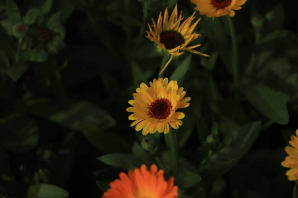istock Closeup of yellow calendula flower 1456499163