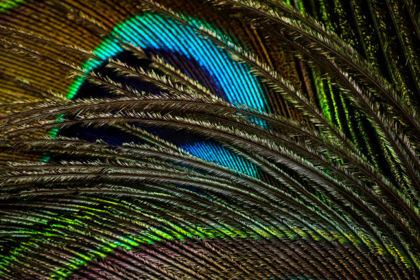 istock Peacock feather. Closeup of peafowl feather. Feather. 1456501173